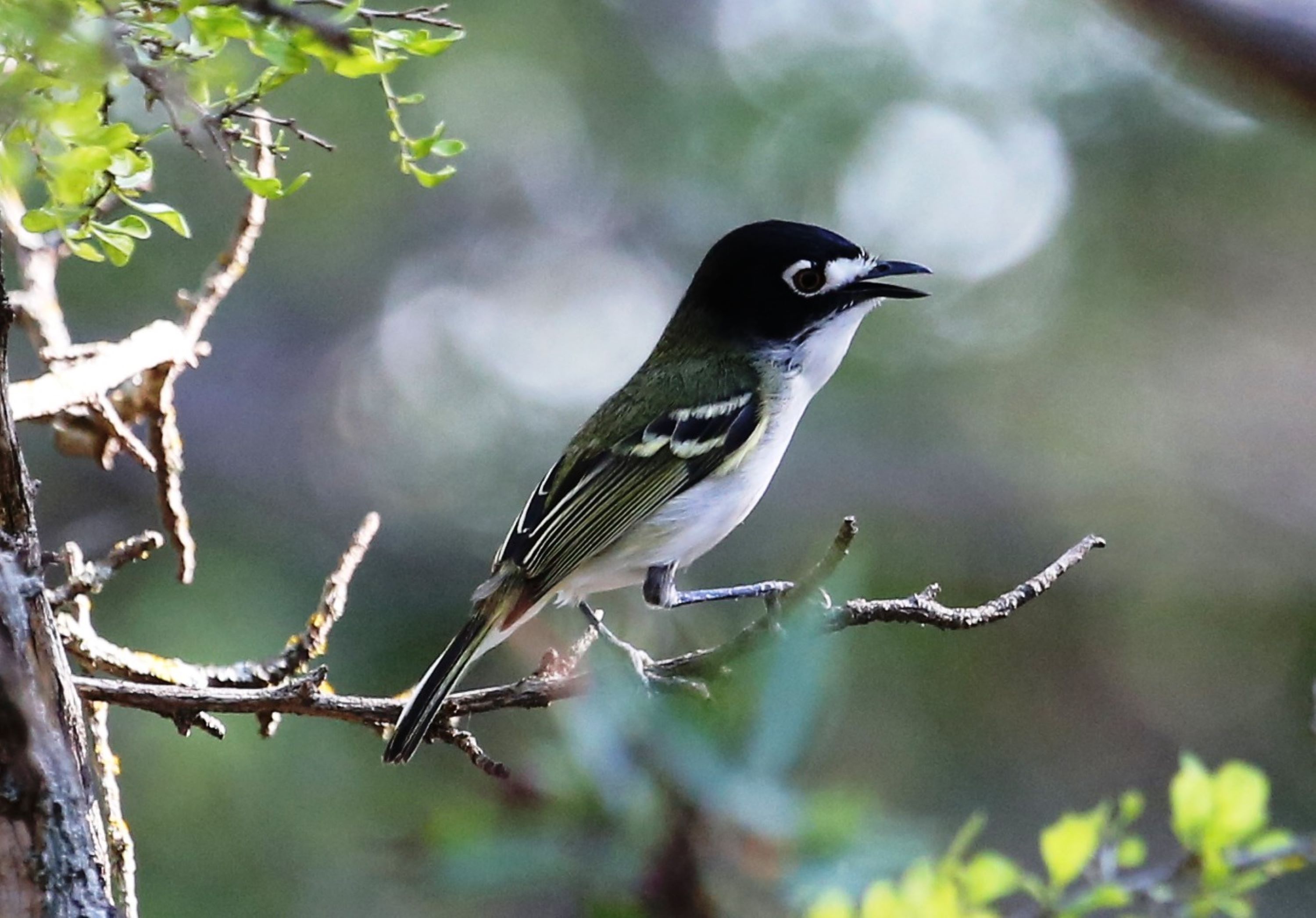 Black Capped Vireo Banner | FWS.gov